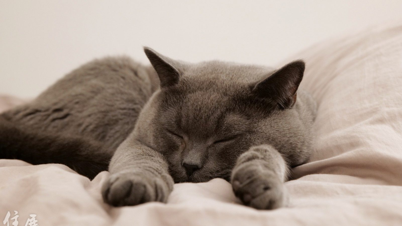 cat-g46b856464_1920