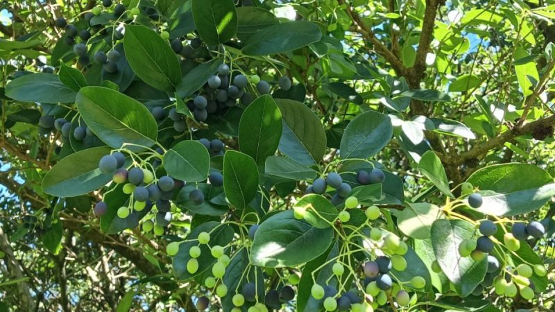 medias-20250829-68b1054d9226f