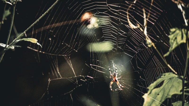 richie-bettencourt-Lz_oGNXkk0k-unsplash-800x533