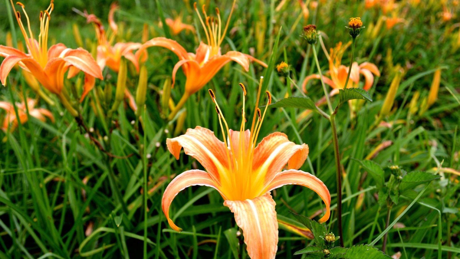 tiger-lily-flower-2972061_1280