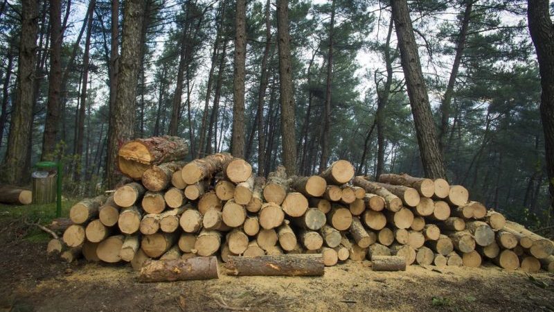 （首圖來源：Pixabay）